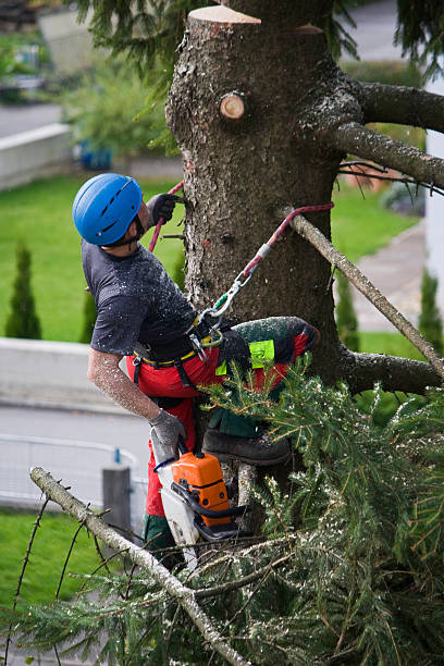 Professional  Tree Services in Imperial, PA